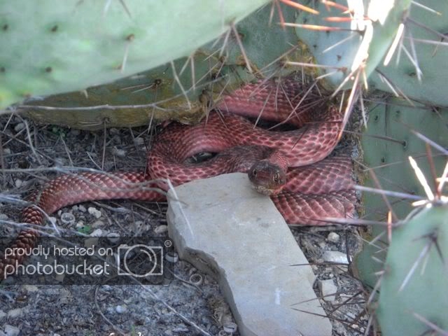 3Coachwhip.jpg