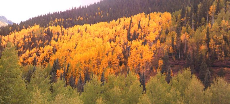 aspens.jpg