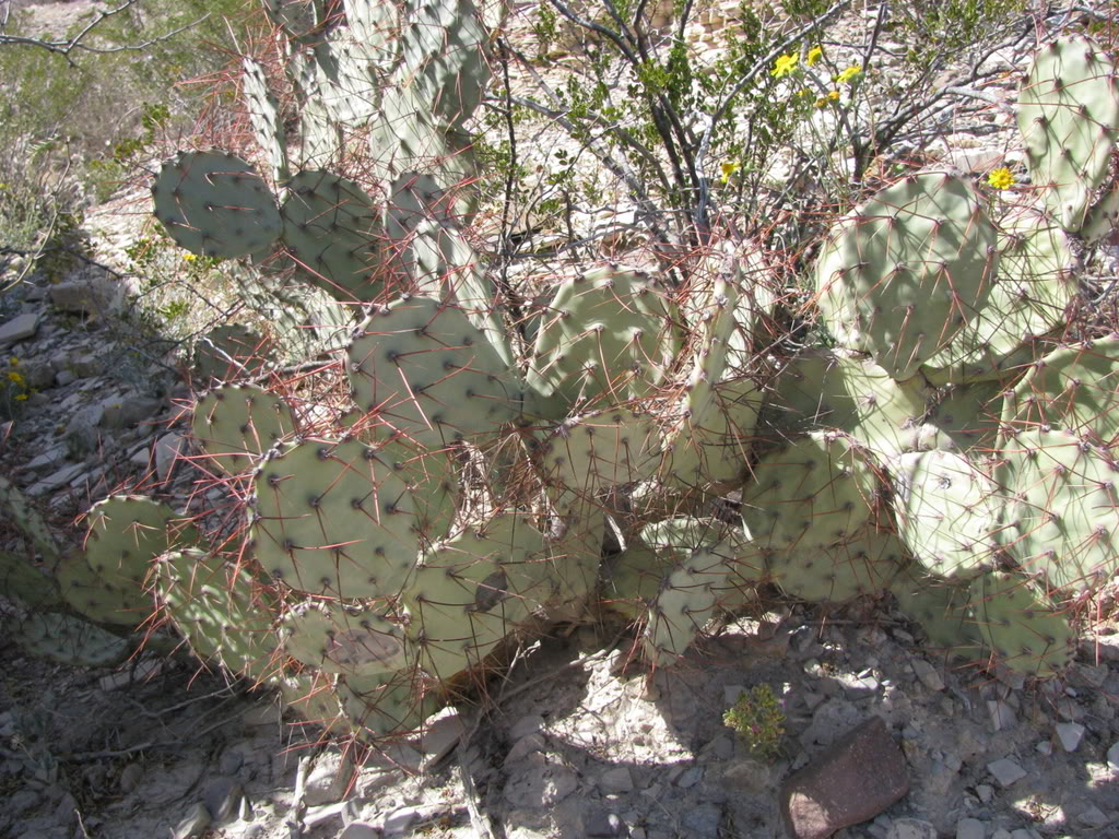 BigBendFeb09179.jpg