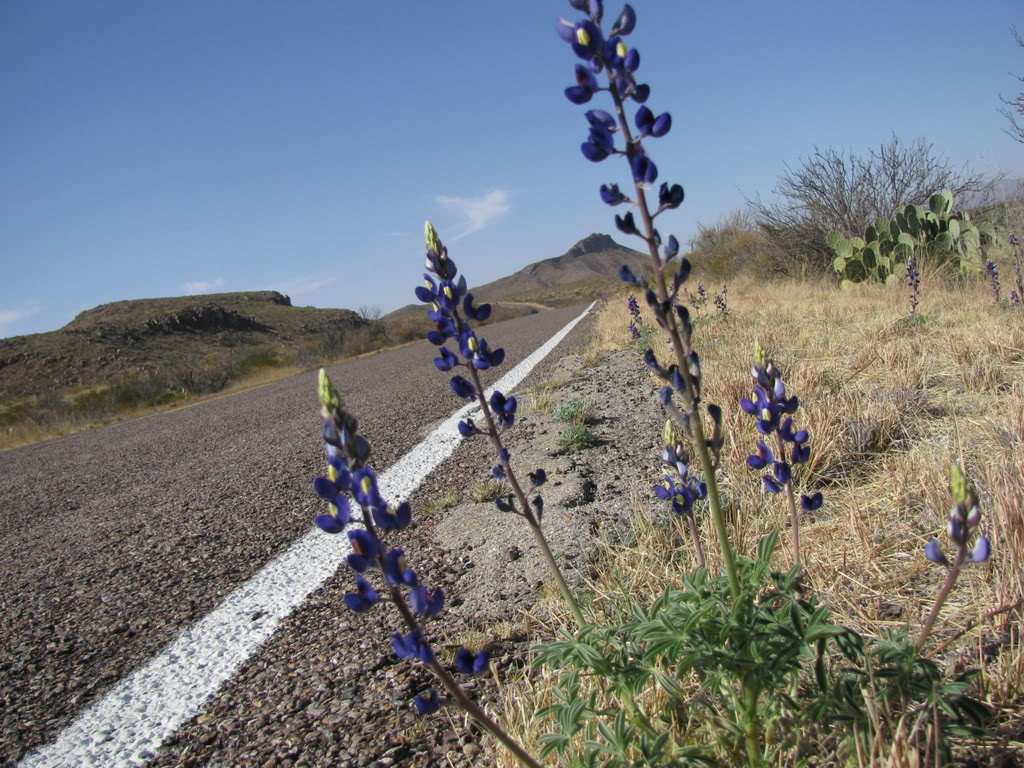 BigBendFeb09188.jpg