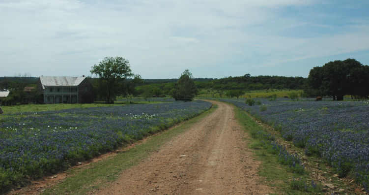 bluebonnets_2554q.jpg