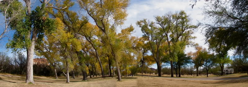 Cottonwoods1.jpg