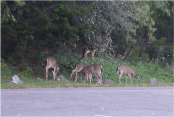 deer-1.jpg