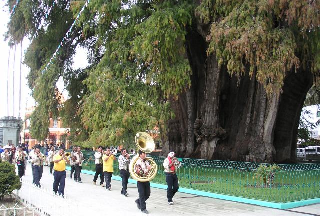 Mexico.Oaxaca.ArbolTule.01.jpg