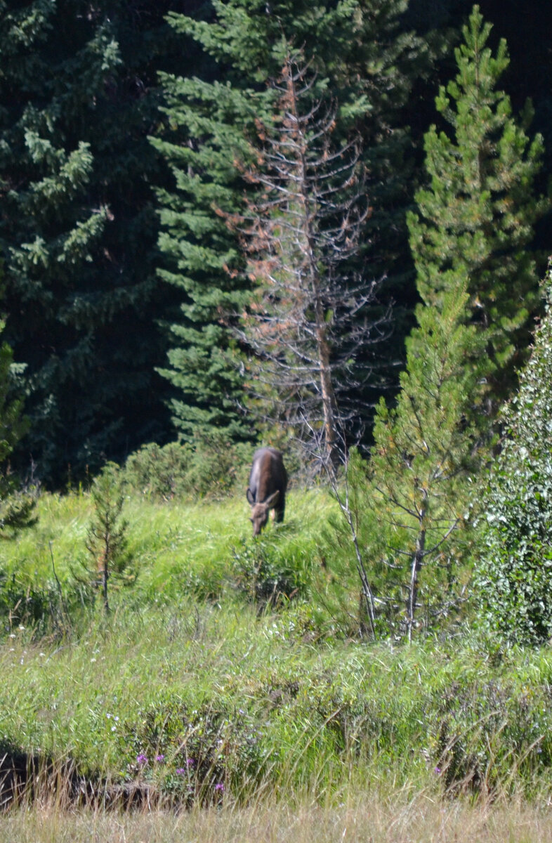 Moose 1 Cropped.JPG