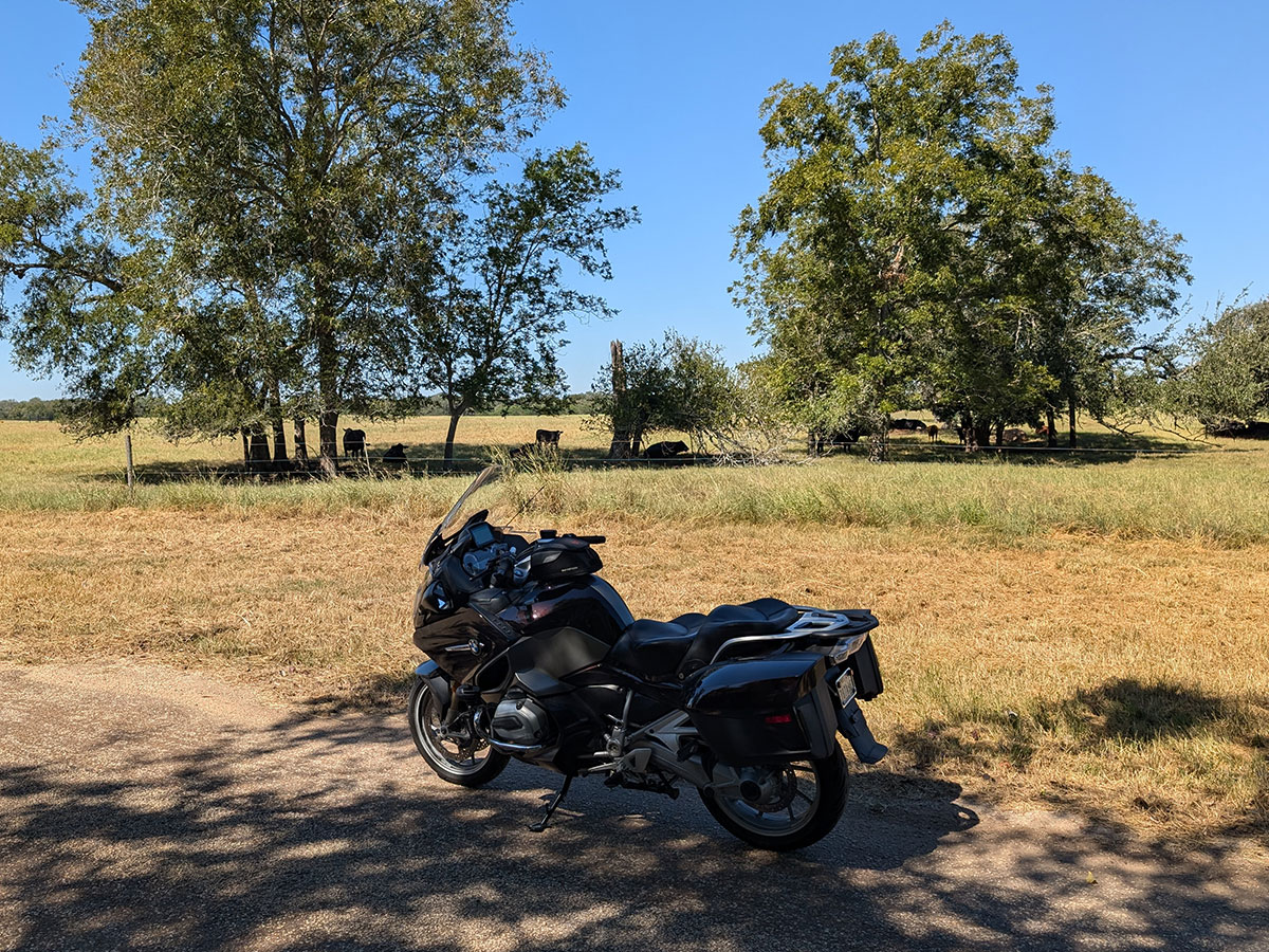 RT-day-ride-shady-cows.jpg