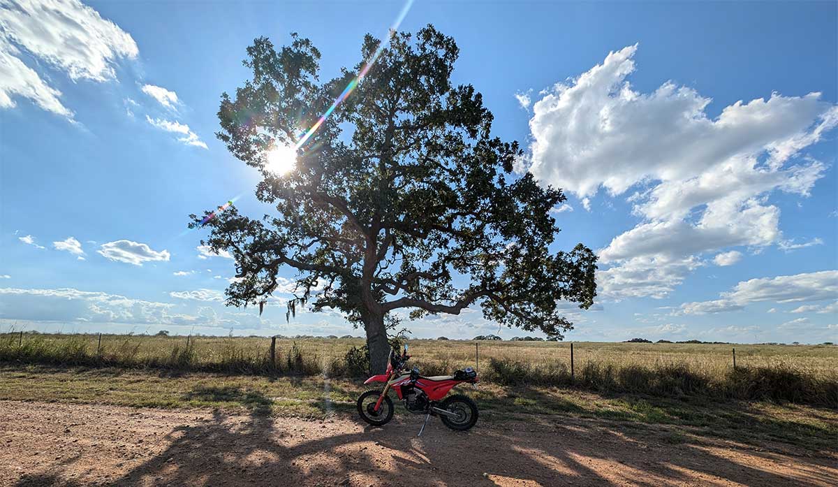 sun-through-tree.jpg