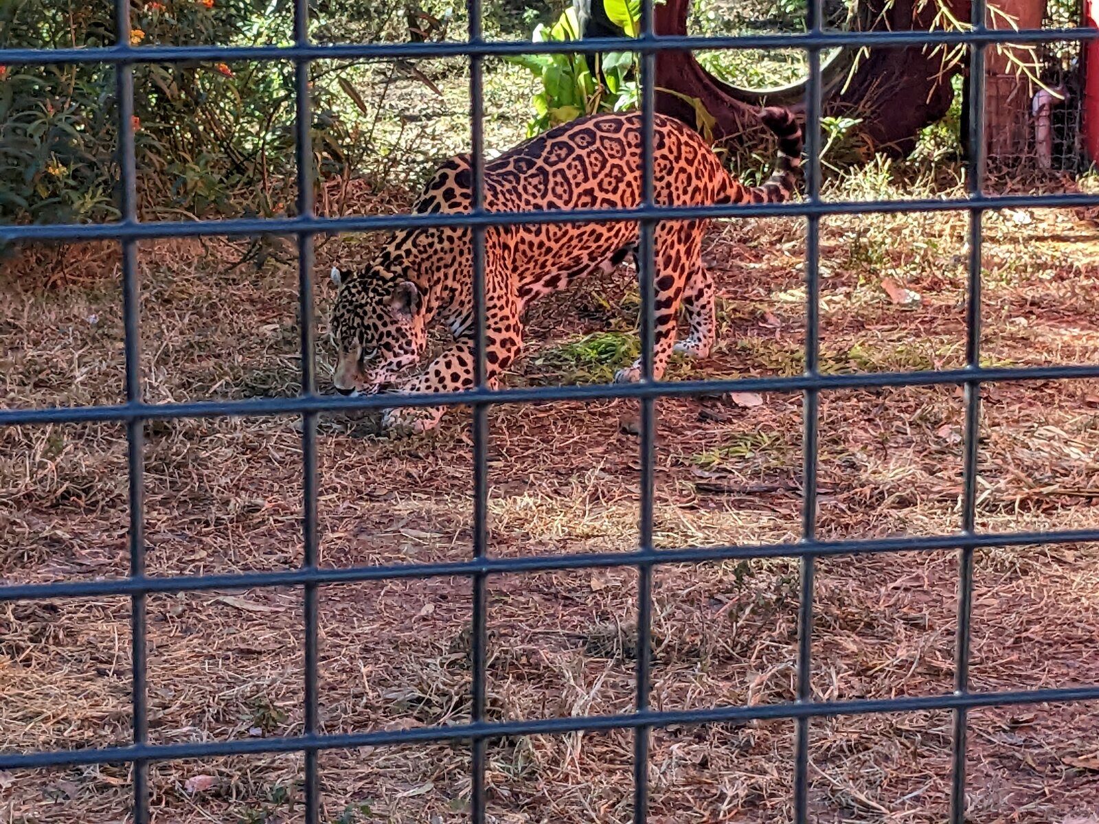 Texas Zoo #11.jpg