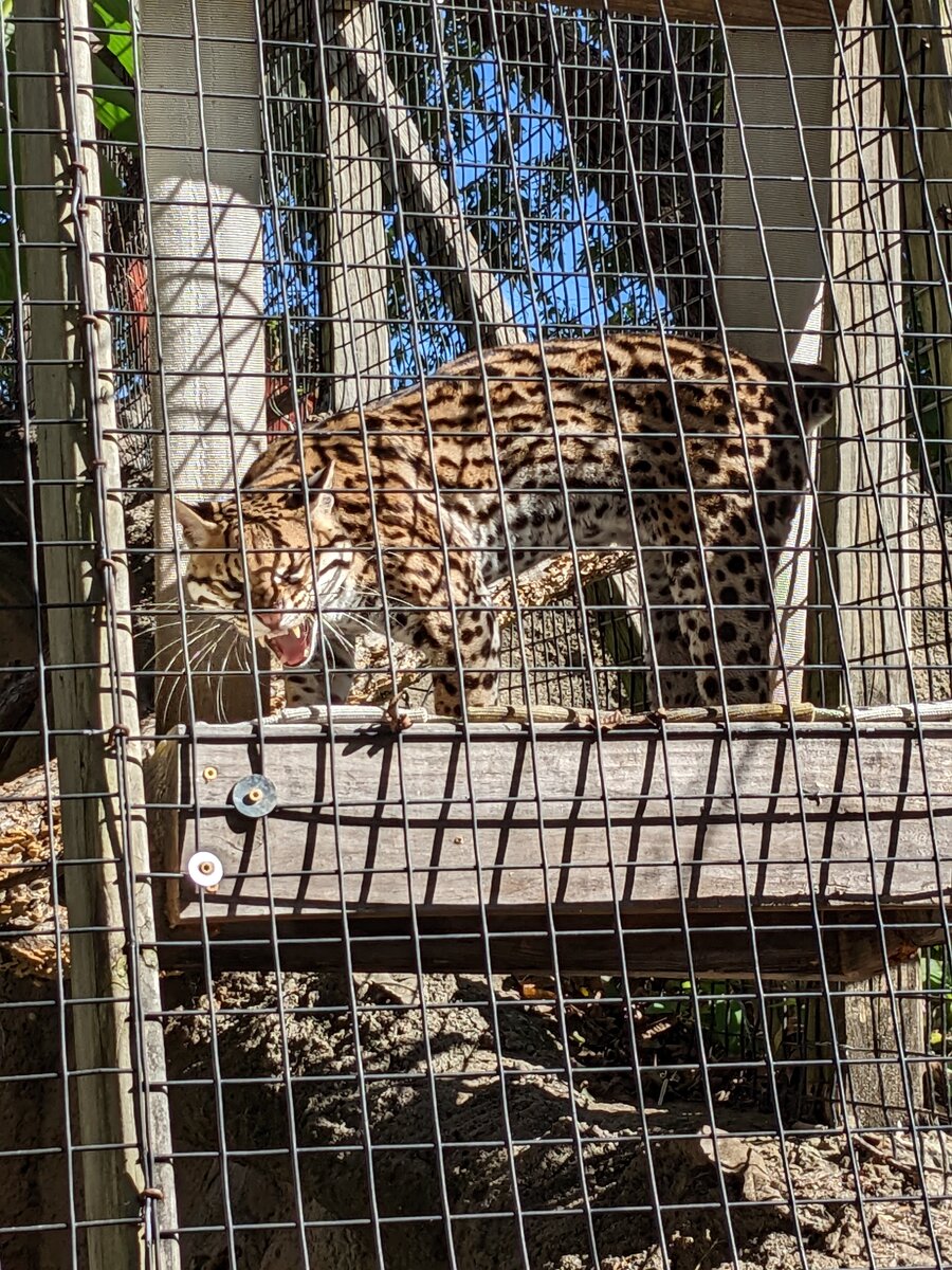 Texas Zoo #13.jpg