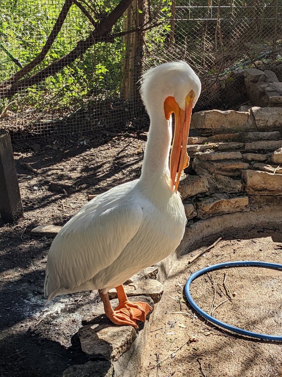 Texas Zoo #7.jpg