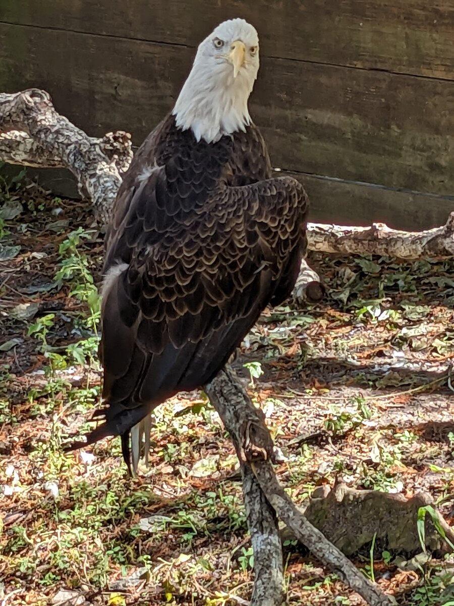 Texas Zoo #8.jpg