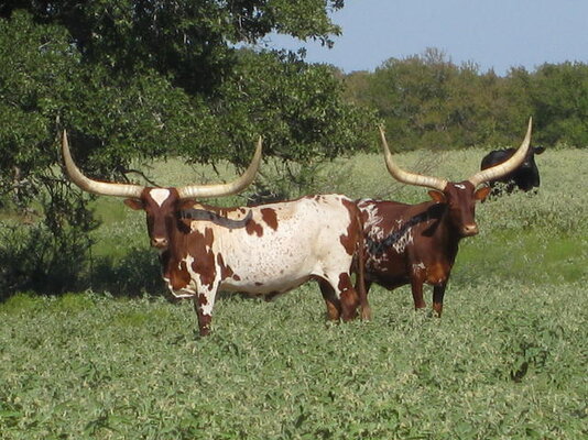 ankole_1.jpg