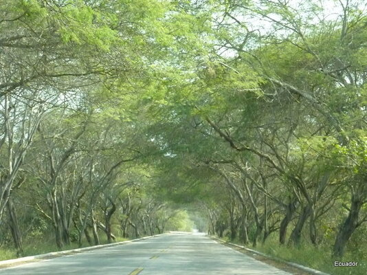 trees over road.jpg